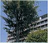 市民の木 『けやき』の画像