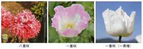 色々なソムニフェルム種の花