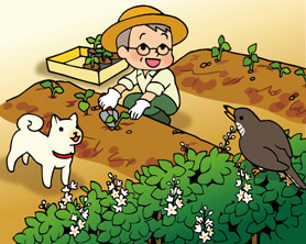 ウェブマガジンイラスト「おじいちゃんが苗植え付け」