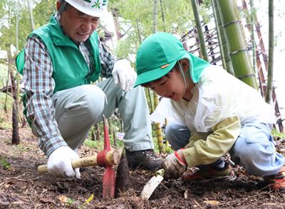 タケノコを掘る園児をボランティアスタッフ