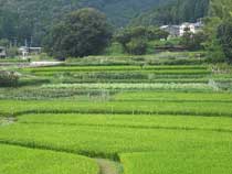 田園風景