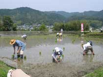 酒米栽培の様子