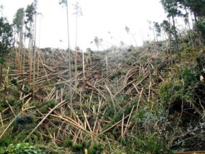 台風による北部の森林被害の様子