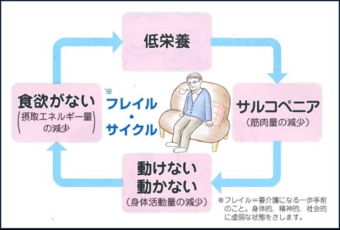 フレイルの説明　低栄養→サルコペニア（筋肉量の減少）→動けない、動かない→食欲がないの繰り返しフレイル・サイクルの図