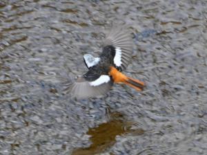 ジョウビタキ雄（飛翔）の画像