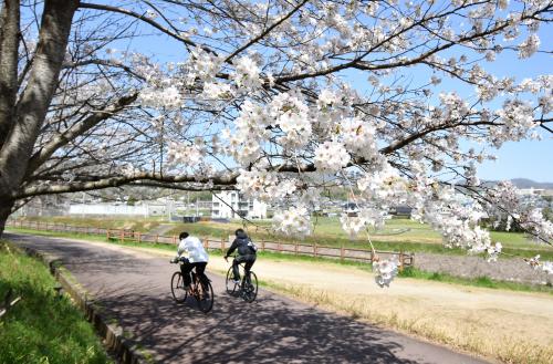 芥川緑地の桜