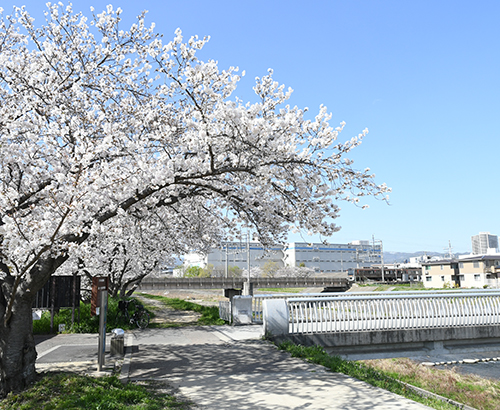 芥川堤防の桜