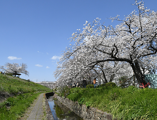 新川の桜