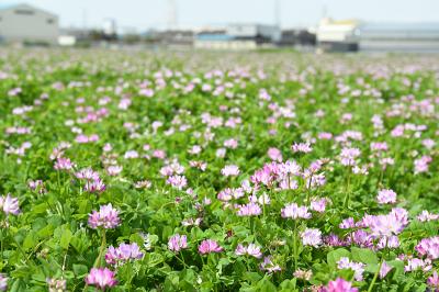 三島江のレンゲ