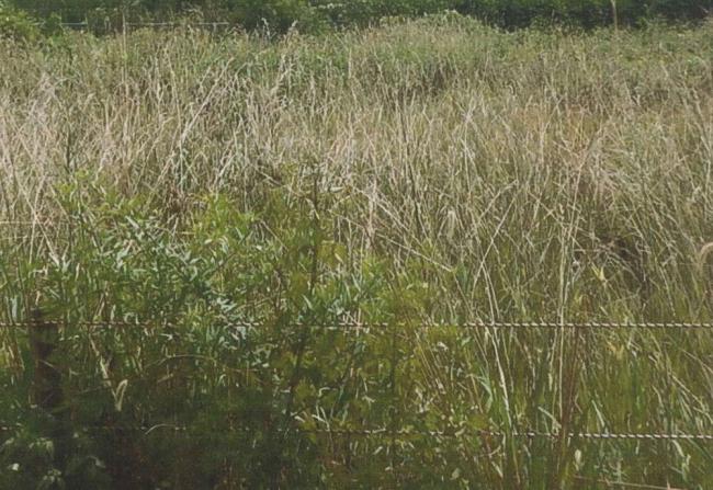 あき地における雑草の繁茂