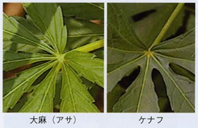 大麻と洋麻の葉の違い