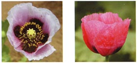 セティゲルム種の花