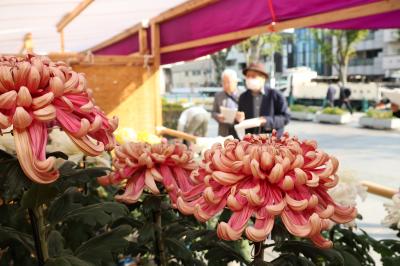 出展された菊を審査する様子の写真