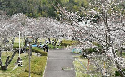 摂津峡公園の桜