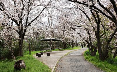 玉川の里に咲く桜