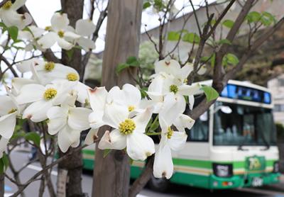 阪急みずき通りに咲くハナミズキ