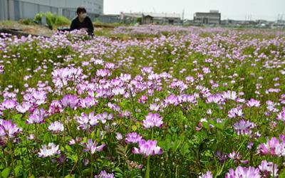 三島江のレンゲ畑