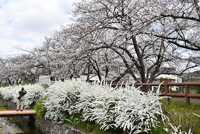 新川の桜