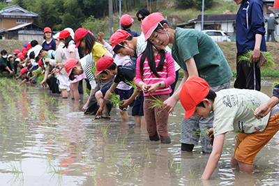 樫田小学校で田植えをする児童