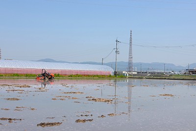 三箇牧地区の水田