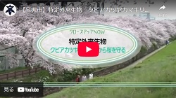 クローズアップNOW「特定外来生物 クビアカツヤカミキリから桜を守る」動画画面