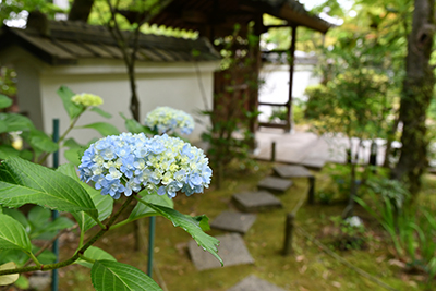 伊勢寺のアジサイ