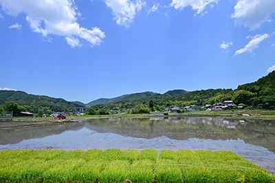 原地区の水田