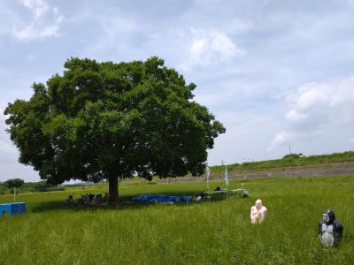 樹とゴリラ
