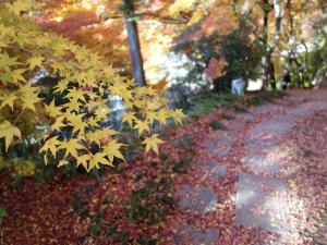 紅葉