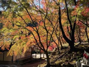 紅葉