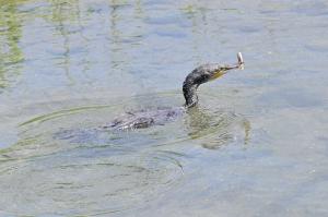 シマドジョウを咥えるカワウ
