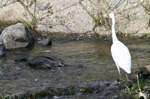 カワウのりょうを観察するコサギ