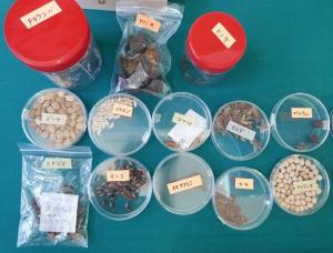 いろんな種の写真