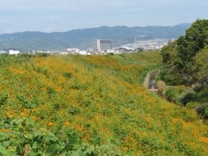 私の好きな芥川の新川ヒメボタルと桜堤写真２