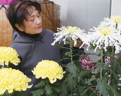 菊づくりの作業をする女性