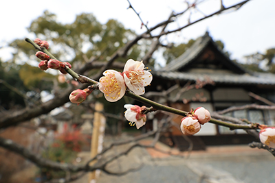 上宮天満宮の梅