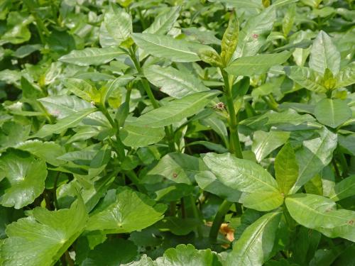 ナガエツルノゲイトウの写真