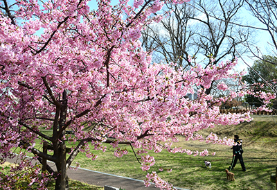 今城塚古墳公園の河津桜