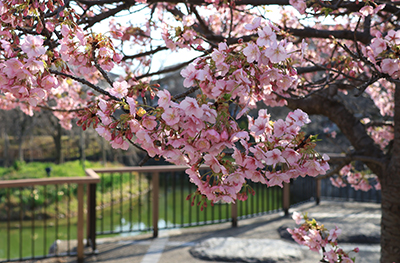 筒井池公園の河津桜