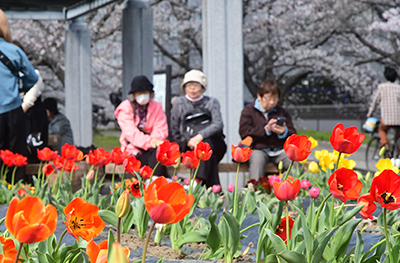 広場に咲くチューリップ
