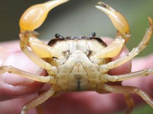 オス