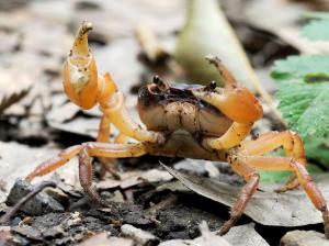 ハサミをふり上げるサワガニ