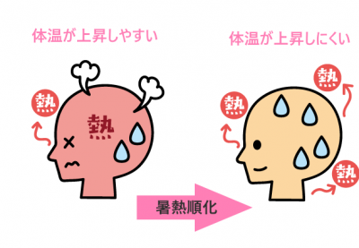 暑熱順化のイメージ