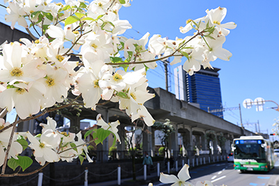 見頃を迎えたハナミズキ