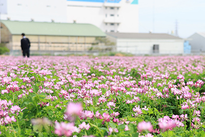 見頃を迎えたレンゲ畑