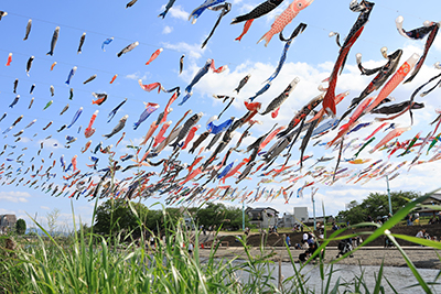 芥川上空を泳ぐこいのぼり