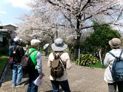 南側桜