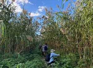 鵜殿のヨシ原での植物観察