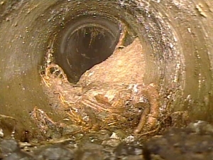 下水管に木の根が入り込んでいる写真