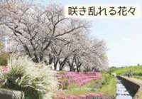 新川の桜堤「咲き乱れる花々」